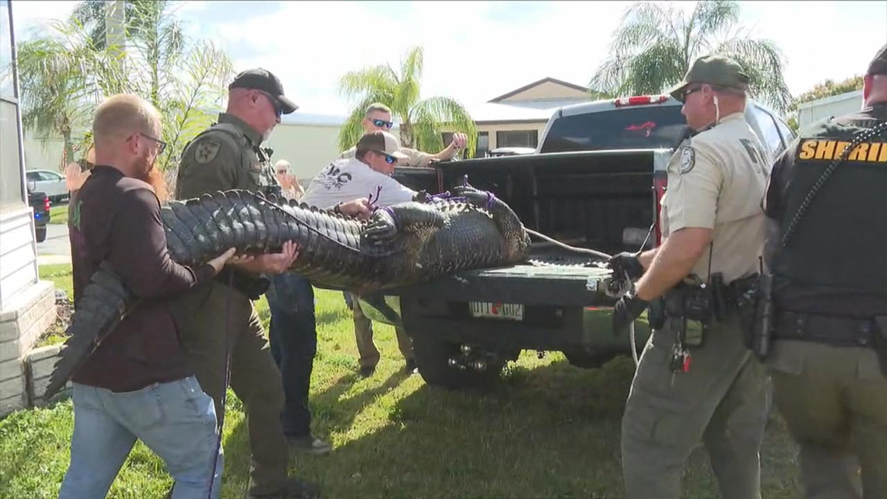 85 Year Old Killed by Alligator Video