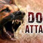 Dog Attack in Milton Keynes