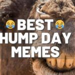 Happy Hump Day Memes