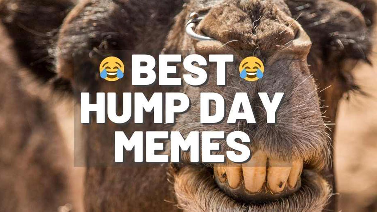 Happy Hump Day Memes