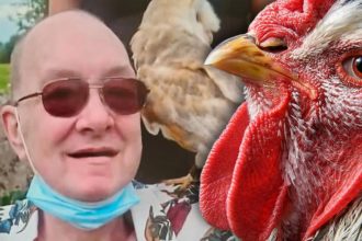 Irish Man Killed by Chicken Ireland