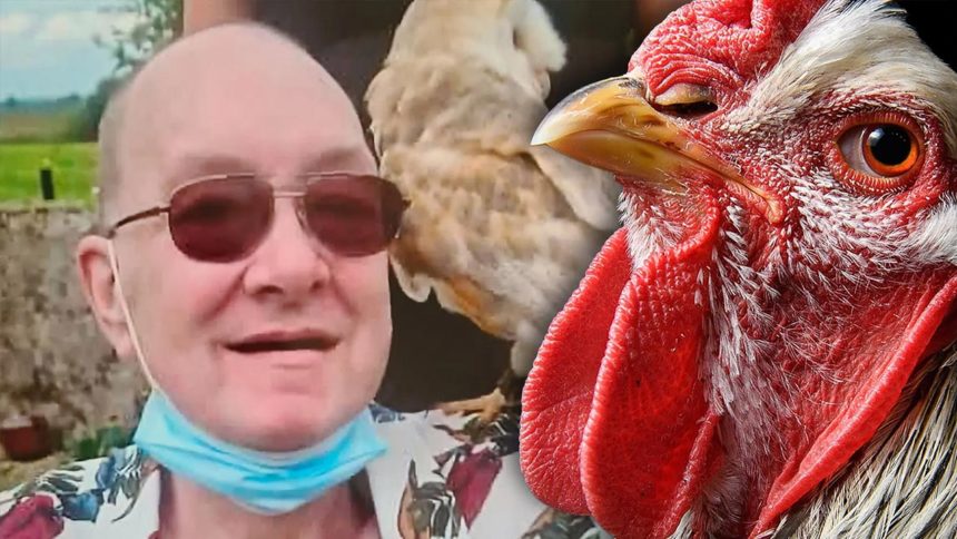 Irish Man Killed by Chicken Ireland