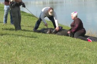 Lady Killed by Alligator in Florida Video