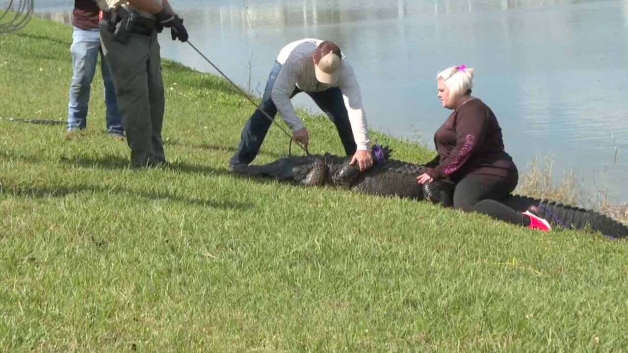Lady Killed by Alligator in Florida Video