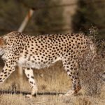 Pirouz Cheetah Death Cause