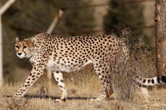 Pirouz Cheetah Death Cause