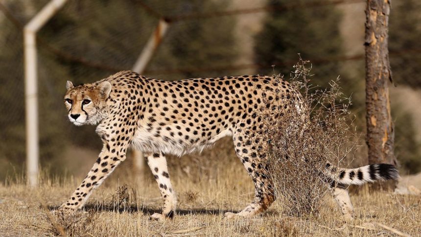 Pirouz Cheetah Death Cause