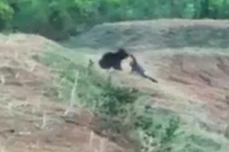 Prabhu Sloth Bear Video