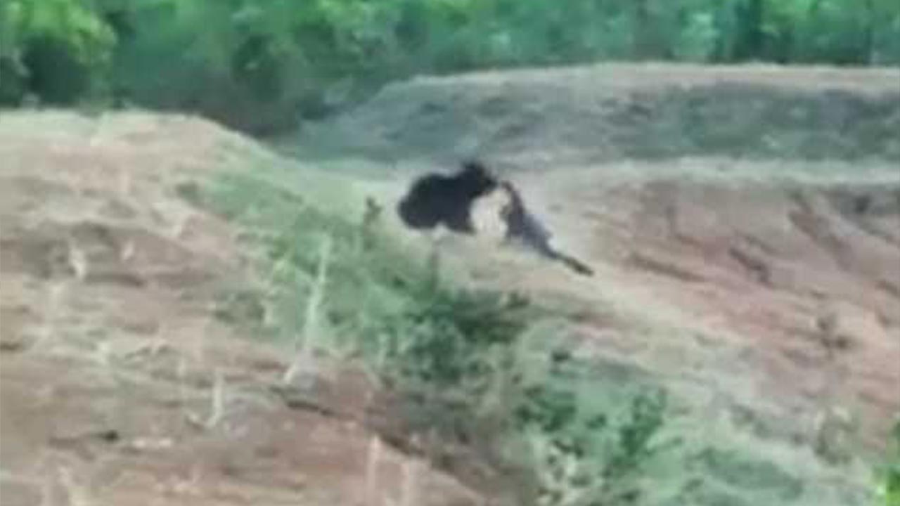 Prabhu Sloth Bear Video
