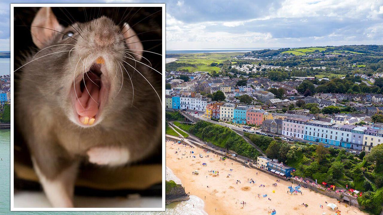 Rats in Tenby