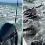 Shark Feeding Frenzy Louisiana