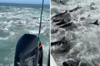 Shark Feeding Frenzy Louisiana