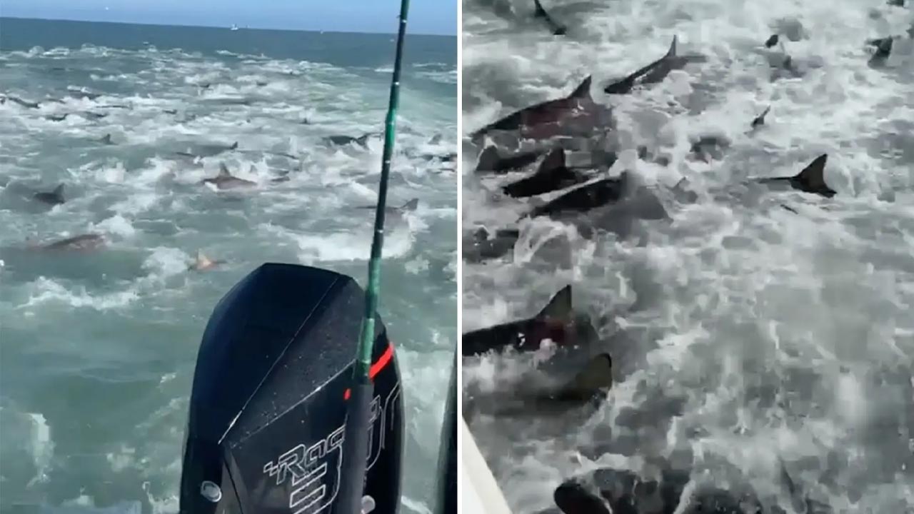Shark Feeding Frenzy Louisiana