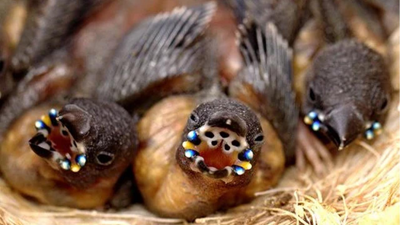 Gouldian Finch Baby Mouth