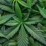 Is Weed Legal in Hawaii [year]