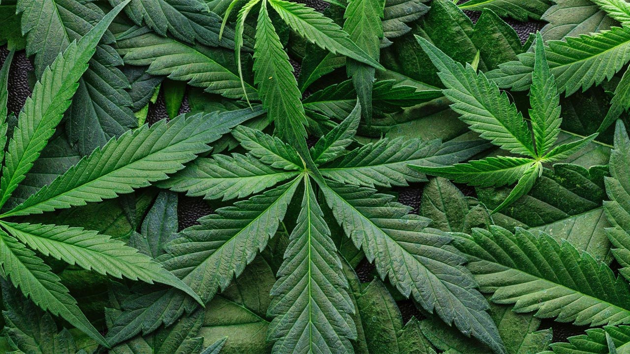 Is Weed Legal in Hawaii 2023