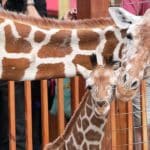 What Happened to April the Giraffe
