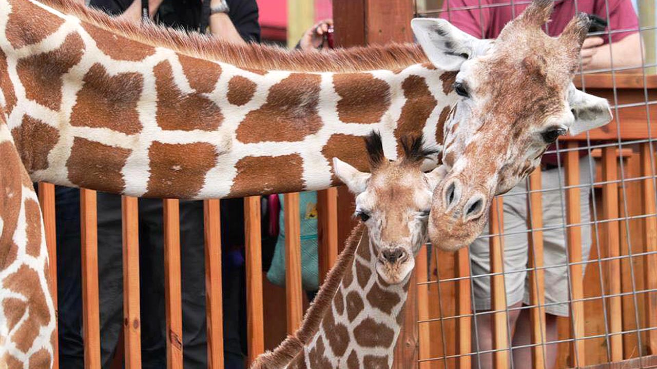 What Happened to April the Giraffe